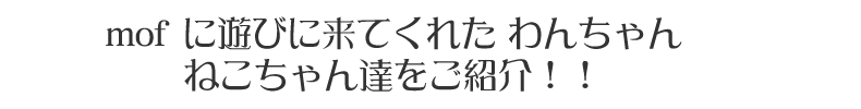 mofに遊びに来てくれたわんちゃんねこちゃん達をご紹介！！